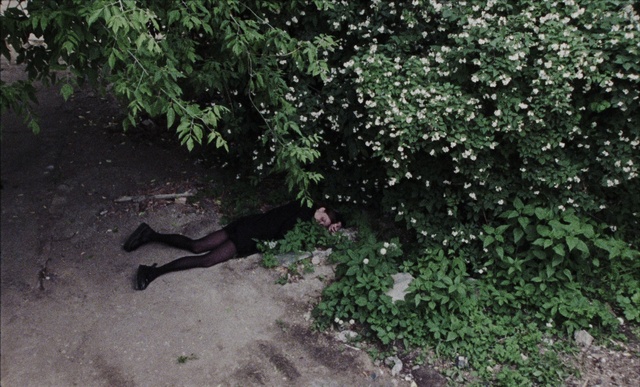 Video Reference: Plant, Grass, Carnivore, Groundcover, Shrub, Tail, Road surface, Asphalt, Landscape, Soil