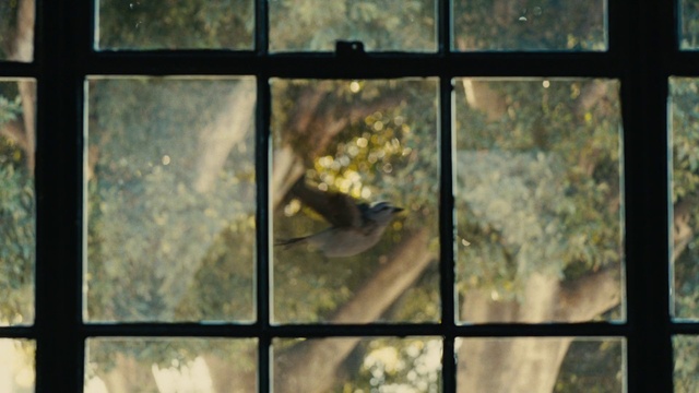 Video Reference: Window, Branch, Fixture, Organism, Wood, Plant, Glass, Tints and shades, Transparent material, Metal