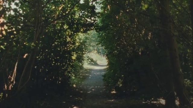 Video Reference: Plant, Road surface, Branch, Wood, Natural landscape, Automotive lighting, Trunk, Thoroughfare, Asphalt, Tints and shades