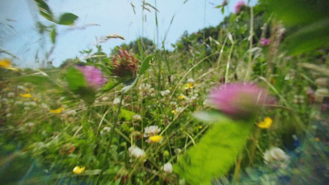 Video Reference: Flower, Plant, Sky, Petal, Vegetation, Grass, Herbaceous plant, Terrestrial plant, Grassland, Flowering plant