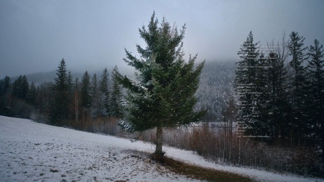 Video Reference: snow, forest, evergreen, pine tree, winter, fog, hillside, landscape, trees, outdoors, mountainside, cloudy, cold, nature, text overlay