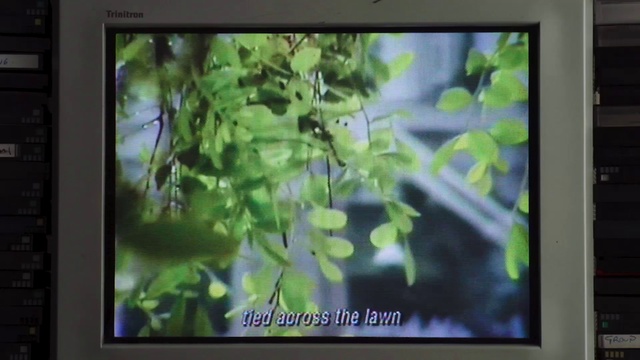 Video Reference: Leaf, Nature, Organism, Rectangle, Plant, Terrestrial plant, Output device, Display device, Television set, Electronic device