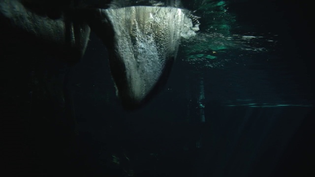 Video Reference: Water, Liquid, Underwater, Marine biology, Electric blue, Darkness, Wood, Feather, Fish, Marine mammal