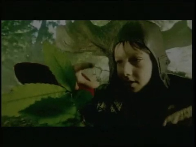 Video Reference: Plant, Terrestrial plant, Grass, Flash photography, Tree, Darkness, Font, Landscape, Jungle, Photo caption