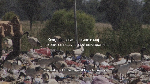 Video Reference: Bird, Font, Pollution, Adaptation, Geological phenomenon, Natural landscape, Landscape, Event, Tree, Rock