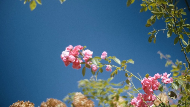 Video Reference: Flower, Sky, Plant, Petal, Azure, Branch, Botany, Sunlight, Pink, Flowering plant