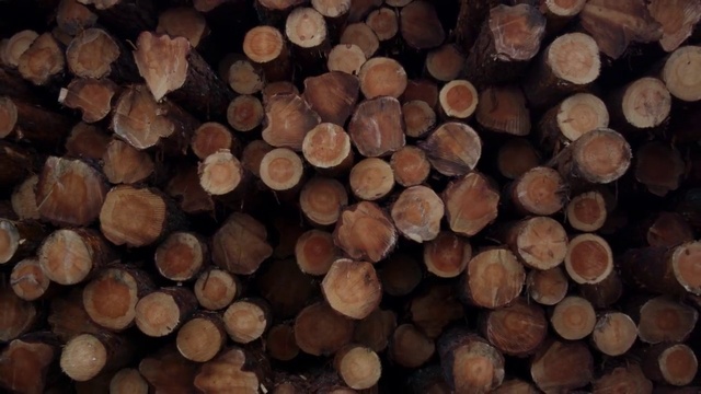 Video Reference: Logging, Wood, Trunk, Natural material, Woody plant, Lumber, Pattern, Plant, Tree stump, Event