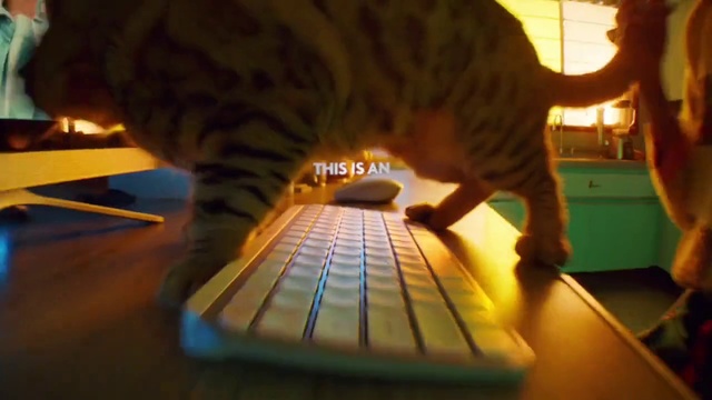 Video Reference: Cat, Amber, Felidae, Carnivore, Floor, Small to medium-sized cats, Flooring, Whiskers, Wood, Snout