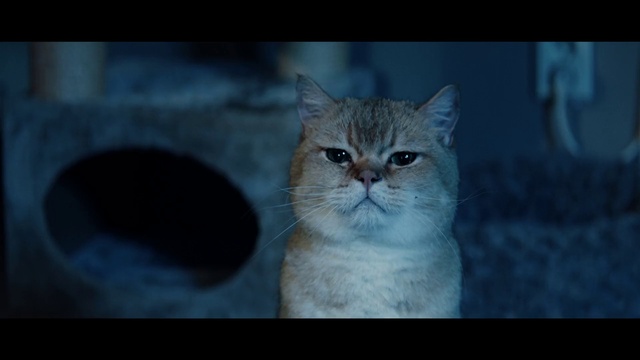 Video Reference: Cat, Carnivore, Felidae, Whiskers, Small to medium-sized cats, Fawn, Snout, Terrestrial animal, Fur, Domestic short-haired cat