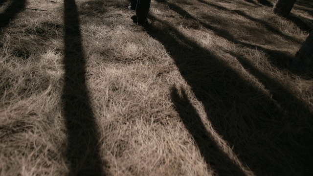 Video Reference: Branch, Wood, Road surface, Tree, Grass, Woody plant, Asphalt, Landscape, Trunk, Tints and shades