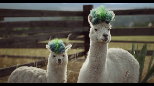 Video Reference: Photograph, Llama, Vertebrate, Alpaca, Camelid, Mammal, Terrestrial animal, Beak, Grass, Plant