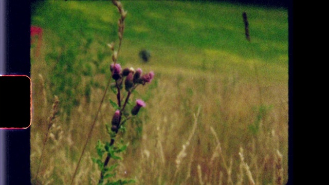 Video Reference: Flower, Plant, Ecoregion, Grassland, Natural landscape, Grass, Plain, Meadow, Tints and shades, Rectangle