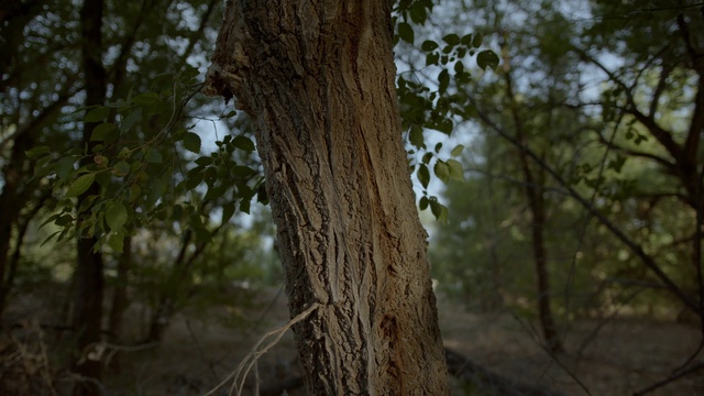 Video Reference: Plant, Wood, Twig, Tree, Trunk, Natural landscape, Deciduous, Grass, Terrestrial plant, Temperate broadleaf and mixed forest