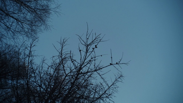 Video Reference: Sky, Twig, Plant, Tree, Natural landscape, Trunk, Tints and shades, Electric blue, Plant stem, Winter
