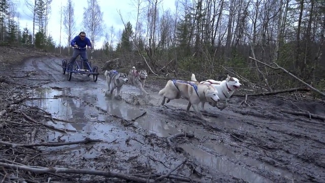 Video Reference: Dog, Sky, Carnivore, Tree, Working animal, Wood, Dog breed, Forest, Soil, Pack animal