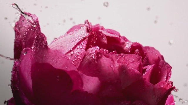 Video Reference: Flower, Water, Plant, Petal, Purple, Botany, Liquid, Pink, Garden roses, Magenta