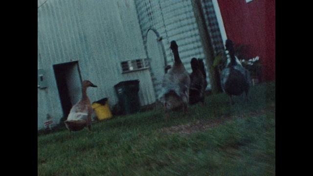 Video Reference: Window, Building, Grass, Tints and shades, House, Plant, Art, Chair, Lawn, Visual arts