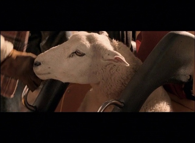 Video Reference: Goat, Working animal, Sheep, Goat-antelope, Sheep, Eyelash, Horn, Terrestrial animal, Livestock, Art