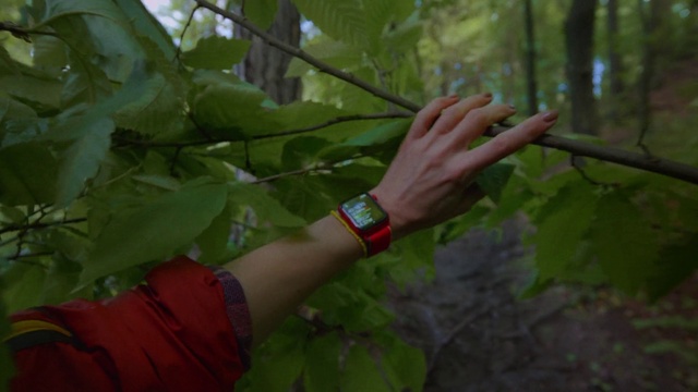 Video Reference: People in nature, Gesture, Terrestrial plant, Tree, Watch, Twig, Wood, Forest, Trunk, Grass