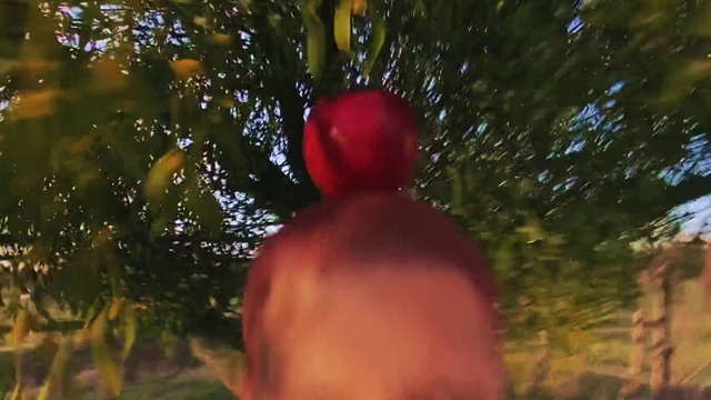 Video Reference: Plant, People in nature, Tree, Evergreen, Christmas ornament, Grass, Fruit, Forest, Event, Recreation