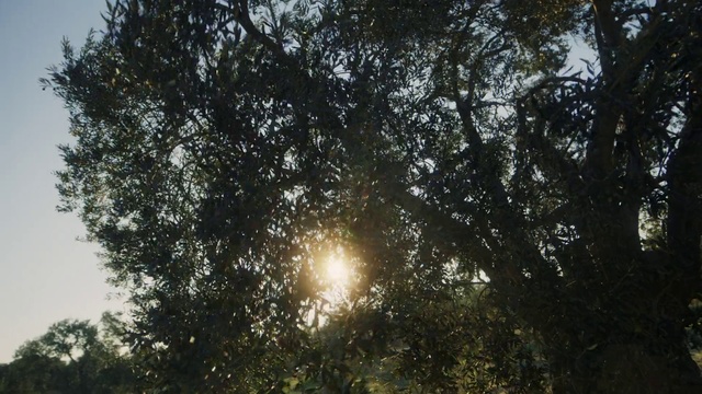 Video Reference: Atmosphere, Sky, Branch, Natural landscape, Twig, Wood, Astronomical object, Sunrise, Tree, Woody plant