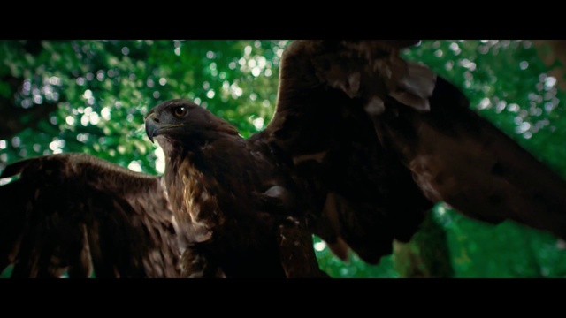 Video Reference: Bird, Accipitridae, Beak, Feather, Terrestrial plant, Falconiformes, Tree, Wing, Bird of prey, Accipitriformes