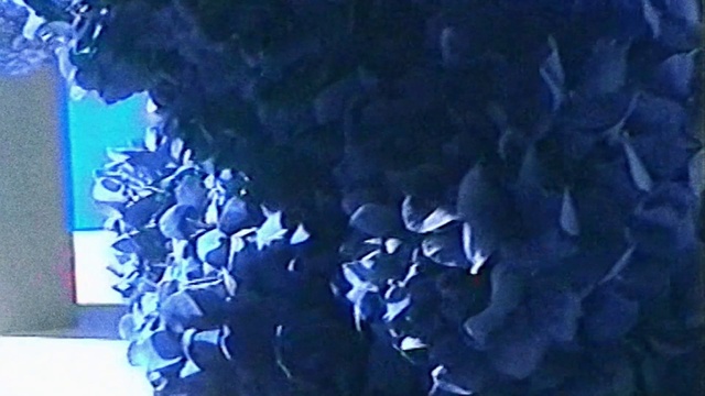 Video Reference: Blue, Purple, Petal, Violet, Marine biology, Electric blue, Underwater, Pattern, Font, Event