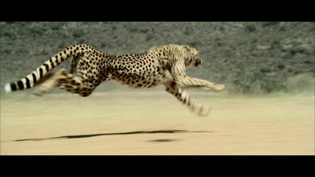 Video Reference: Carnivore, Organism, Leopard, African leopard, Big cats, Felidae, Adaptation, Terrestrial animal, Cheetah, Snout