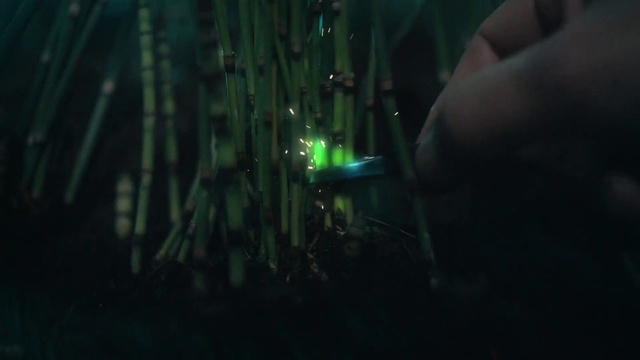 Video Reference: Terrestrial plant, Automotive lighting, Electric blue, Event, Entertainment, Darkness, Grass, Forest, Glass, Performing arts