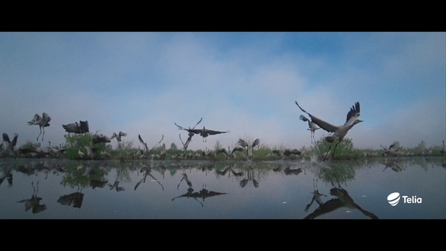 Video Reference: Cloud, Sky, Water, Natural landscape, Plant, Lake, Twig, Wood, Landscape, Wing