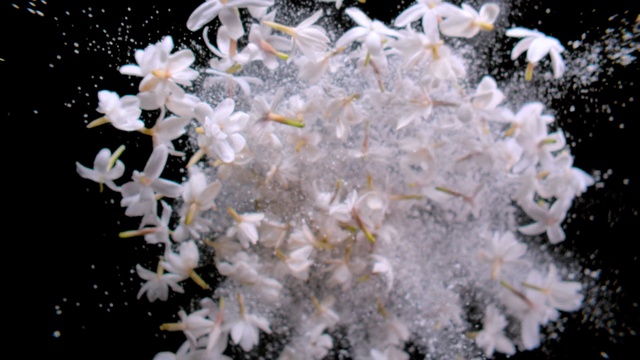 Video Reference: Flower, Plant, Petal, Branch, Organism, Woody plant, Terrestrial plant, Twig, Blossom, Winter