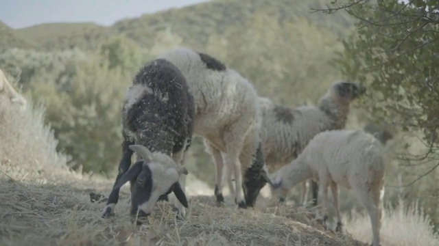 Video Reference: Working animal, Terrestrial animal, Grazing, Tree, Grassland, Snout, Landscape, Livestock, Plant, Sheep