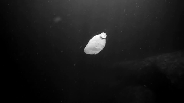 Video Reference: Underwater, Marine biology, Water, Space, Darkness, Bioluminescence, Monochrome photography, Monochrome, Ocean, Fin