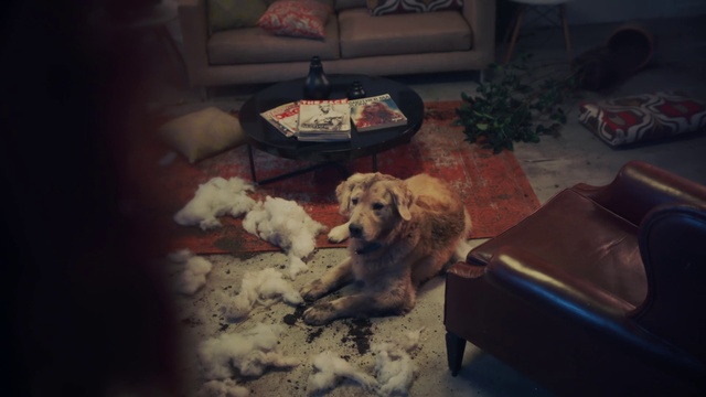 Video Reference: Dog, Couch, Vertebrate, Plant, Carnivore, Cloud, Companion dog, Living room, Houseplant, Comfort