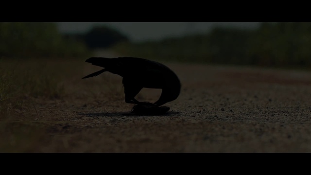 Video Reference: Plant, Beak, Terrestrial animal, Bird, Landscape, Tail, Tree, Wing, Grass, Grassland