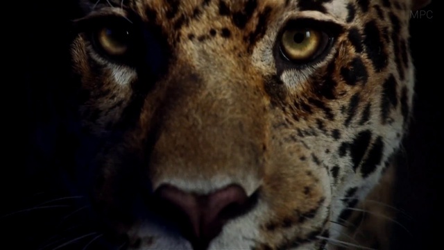 Video Reference: Carnivore, Felidae, Whiskers, Big cats, Terrestrial animal, Fawn, Snout, Leopard, Close-up, Fur
