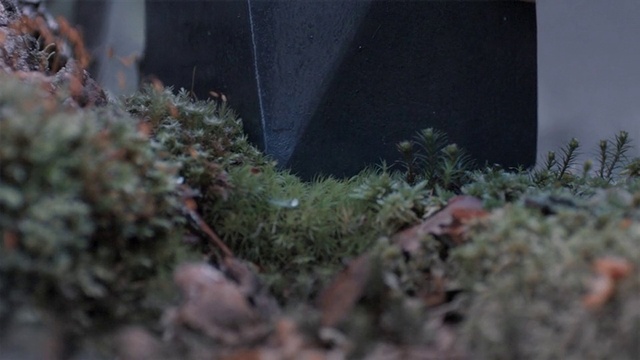 Video Reference: Plant, Twig, Window, Grass, Groundcover, Wood, Tints and shades, Road surface, Shrub, Landscape