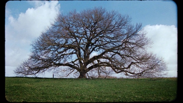 Video Reference: Sky, Cloud, Plant, Natural landscape, Branch, Tree, Twig, Trunk, Wood, Woody plant