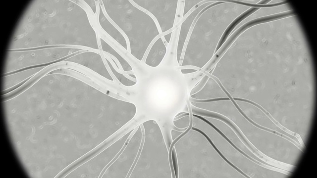 Video Reference: Organism, Terrestrial plant, Rim, Pattern, Tints and shades, Transparent material, Circle, Art, Symmetry, Ceiling