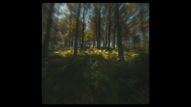 Video Reference: Plant, Natural landscape, Branch, Wood, Sky, Rectangle, Sunlight, Terrestrial plant, Atmospheric phenomenon, Tree