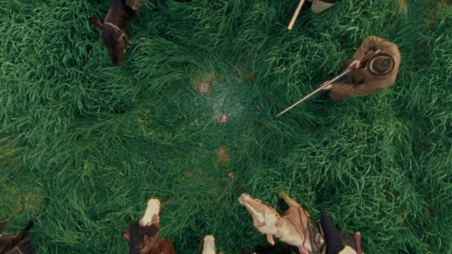 Video Reference: Green, Botany, Leaf, Nature, Plant, Natural environment, People in nature, Organism, Gesture, Terrestrial plant