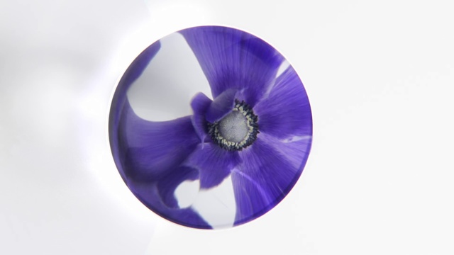 Video Reference: Flower, Plant, Petal, Purple, Violet, Electric blue, Circle, Flowering plant, Magenta, Fashion accessory