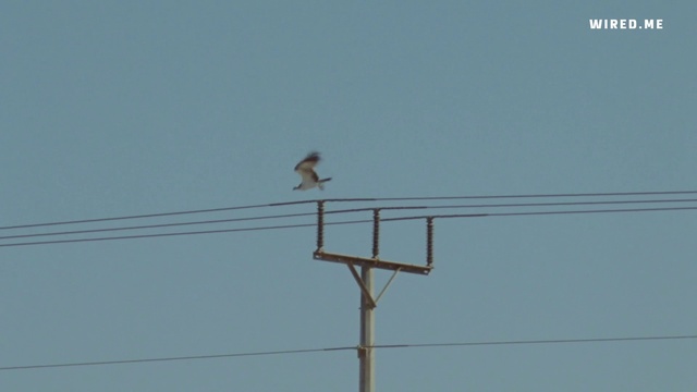 Video Reference: Bird, Sky, Electricity, Overhead power line, Cable, Wire, Technology, Pole, Electrical supply, Wind