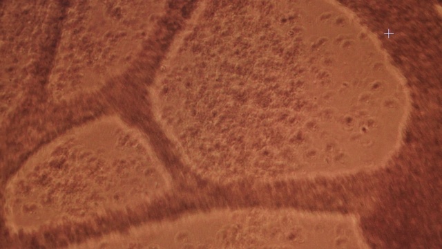 Video Reference: Brown, Circle, Close-up, Wood, Soil, Artifact, Art, Landscape, Pattern, Sand