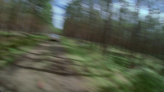 Video Reference: Wood, Twig, Natural landscape, Fawn, Plant, Trunk, Terrestrial plant, Sky, Tints and shades, Grass