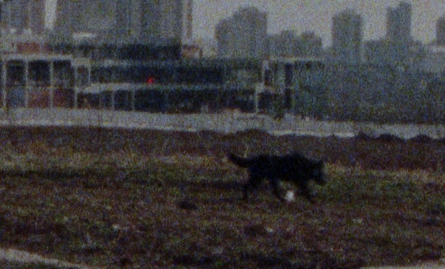 Video Reference: Cat, Building, Carnivore, Felidae, Grass, Tail, Event, Art, Winter, City