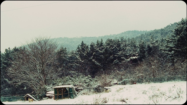 Video Reference: Sky, Plant, Plant community, Mountain, Green, Natural landscape, Vegetation, Tree, Wood, Slope