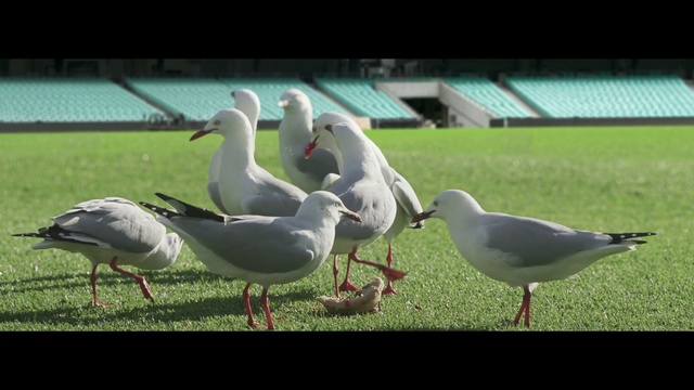 Video Reference: Bird, Beak, Natural environment, Grass, Lari, Water bird, Wing, Grass family, Seabird, Grassland