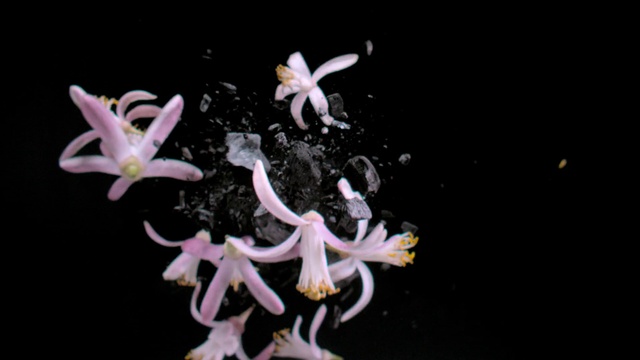 Video Reference: Flower, Plant, Petal, Terrestrial plant, Organism, Flowering plant, Close-up, Macro photography, Shrub, Wildflower