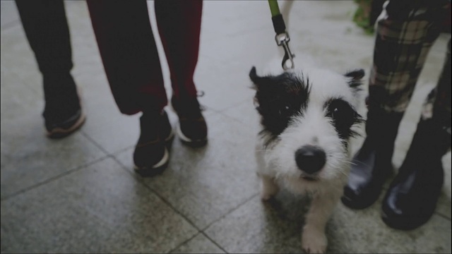Video Reference: Dog, Dog breed, Carnivore, Companion dog, Snout, Flooring, Terrier, Sporting Group, Fur, Canidae